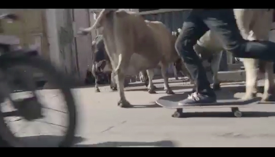 “Holystoked”, Ou A Vaca Sagrada De Bangalore
